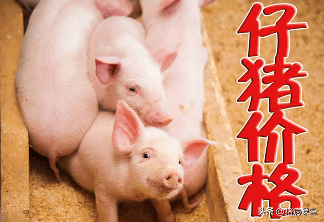 今日仔猪价格｜全国各地20-40斤仔猪价格行情<strong></p>
<p>比特币今日行情价格</strong>，金仔猪行情继续