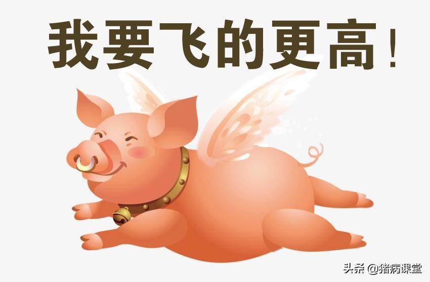 今日生猪价格最新行情｜6月19日全国生猪价格汇总及走势分析
