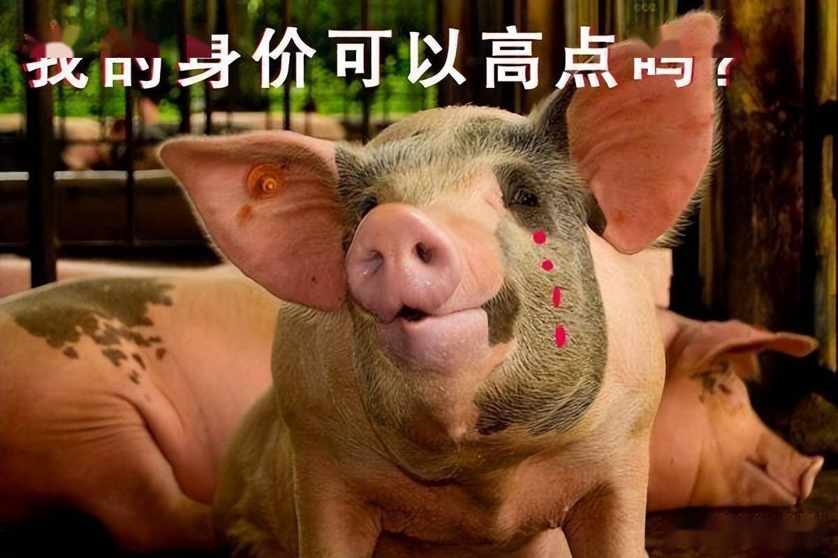 今日生猪价格｜全国生猪价格稳中略有涨跌<strong></p>
<p>比特币价格今日行情</strong>，行情不温不火