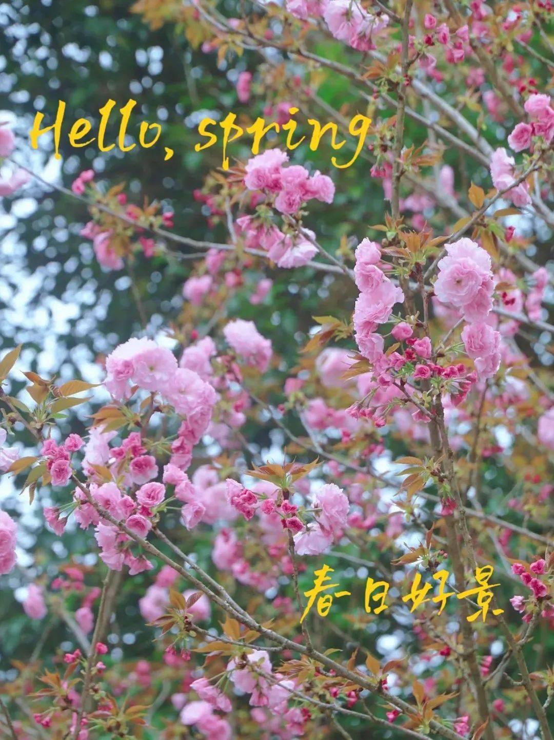 <strong></p>
<p>股票中的转派送</strong>你的春日好景正在派送中……