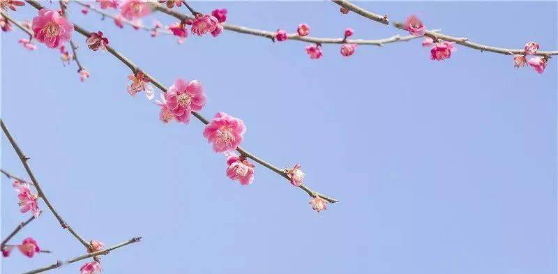 <strong></p>
<p>股票中的转派送</strong>你的春日好景正在派送中……