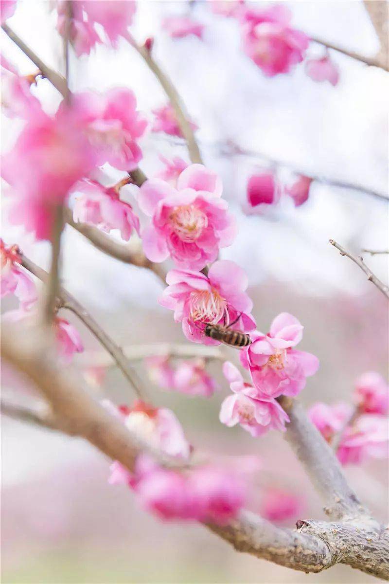 <strong></p>
<p>股票中的转派送</strong>你的春日好景正在派送中……