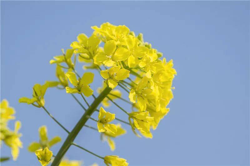 <strong></p>
<p>股票中的转派送</strong>你的春日好景正在派送中……