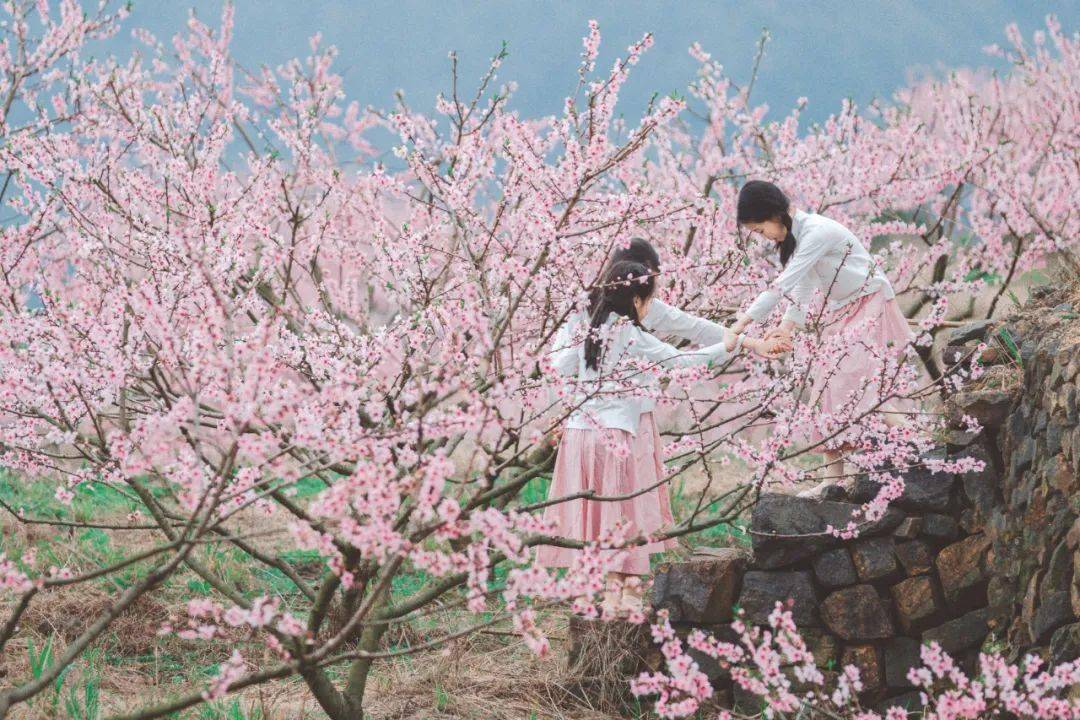 <strong></p>
<p>股票中的转派送</strong>你的春日好景正在派送中……