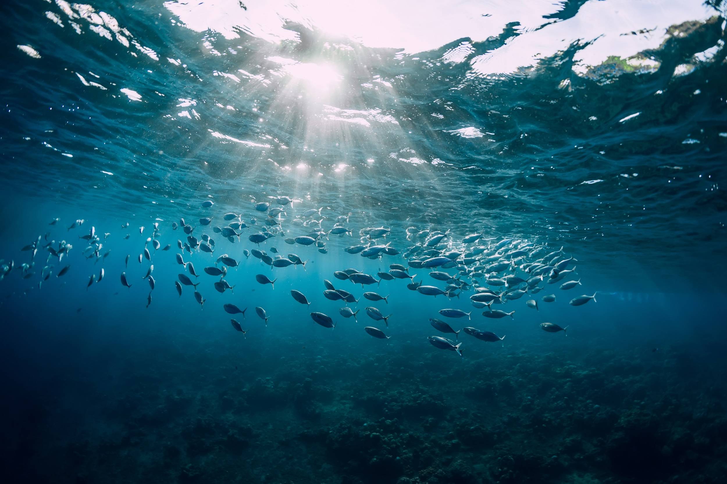 海洋生物虚拟仿真：海洋生物3D标本馆虚拟仿真软件