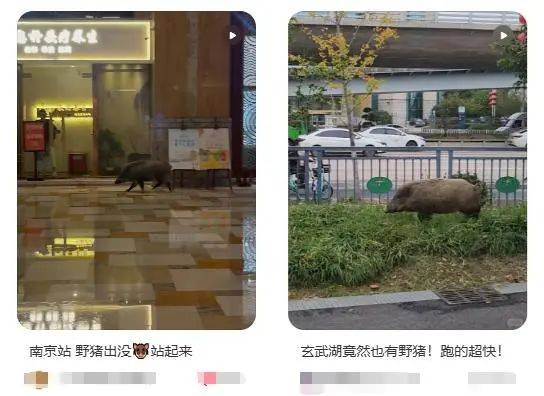 列车撞上野猪<strong></p>
<p>v币</strong>，机械师查看时被撞身亡，更多细节公布...