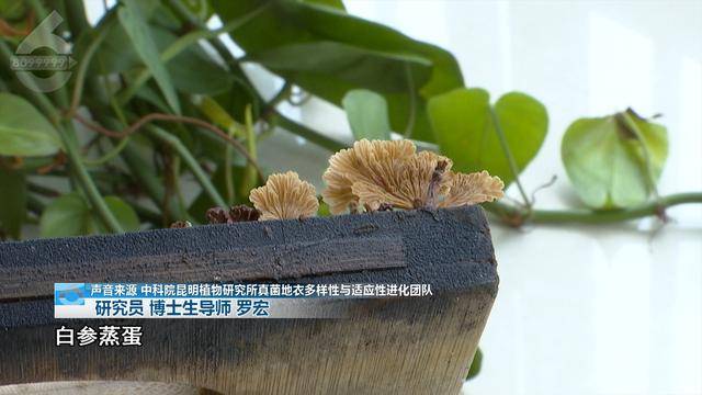 “可以蒸蛋”！昆明一女子家中搓衣板上长菌<strong></p>
<p>货币期权又称为</strong>，品种竟是……