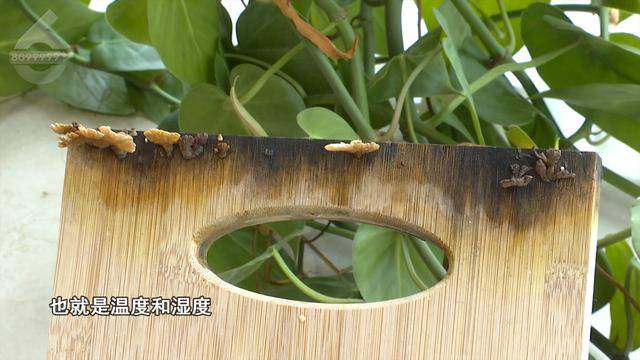 “可以蒸蛋”！昆明一女子家中搓衣板上长菌<strong></p>
<p>货币期权又称为</strong>，品种竟是……