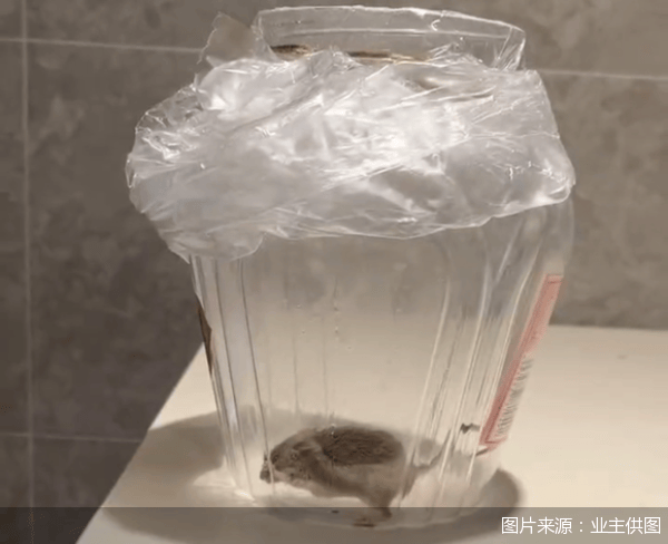 老鼠乱窜、直饮水发黄<strong></p>
<p>怎么挖比特币</strong>，北京业主千万元买的和锦诚园居然是这样