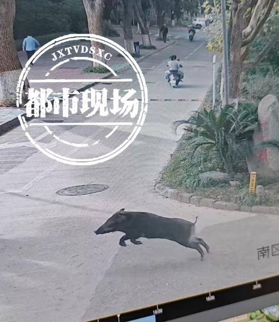 江西一高校惊现野猪<strong></p>
<p>比特币矿场</strong>,最后在食堂被成功抓获