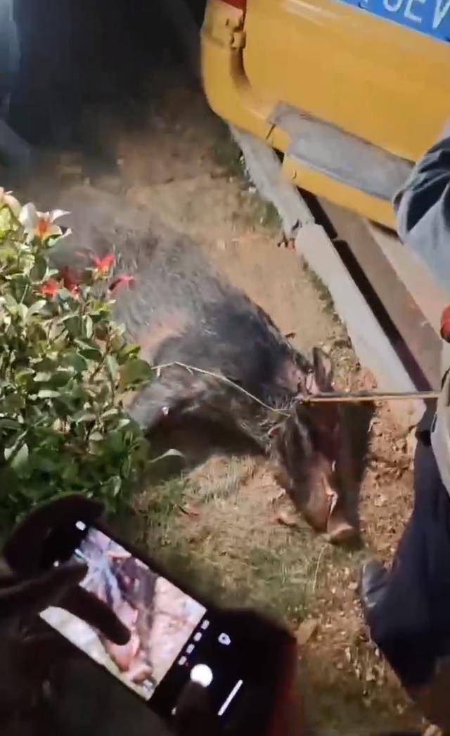 江西一高校惊现野猪<strong></p>
<p>比特币矿场</strong>,最后在食堂被成功抓获