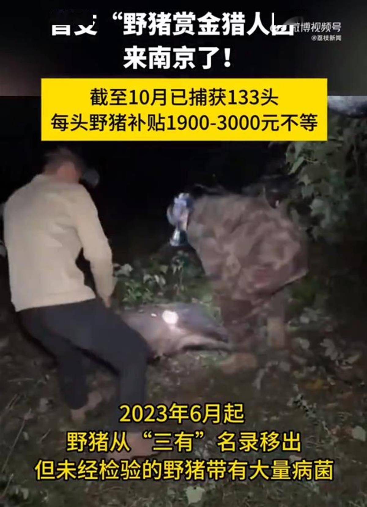 赏金猎人团已在南京捕获133头野猪<strong></p>
<p>比特币矿场</strong>，还差67头才能拿到每头二三千元补贴，他们真的很赚钱？
