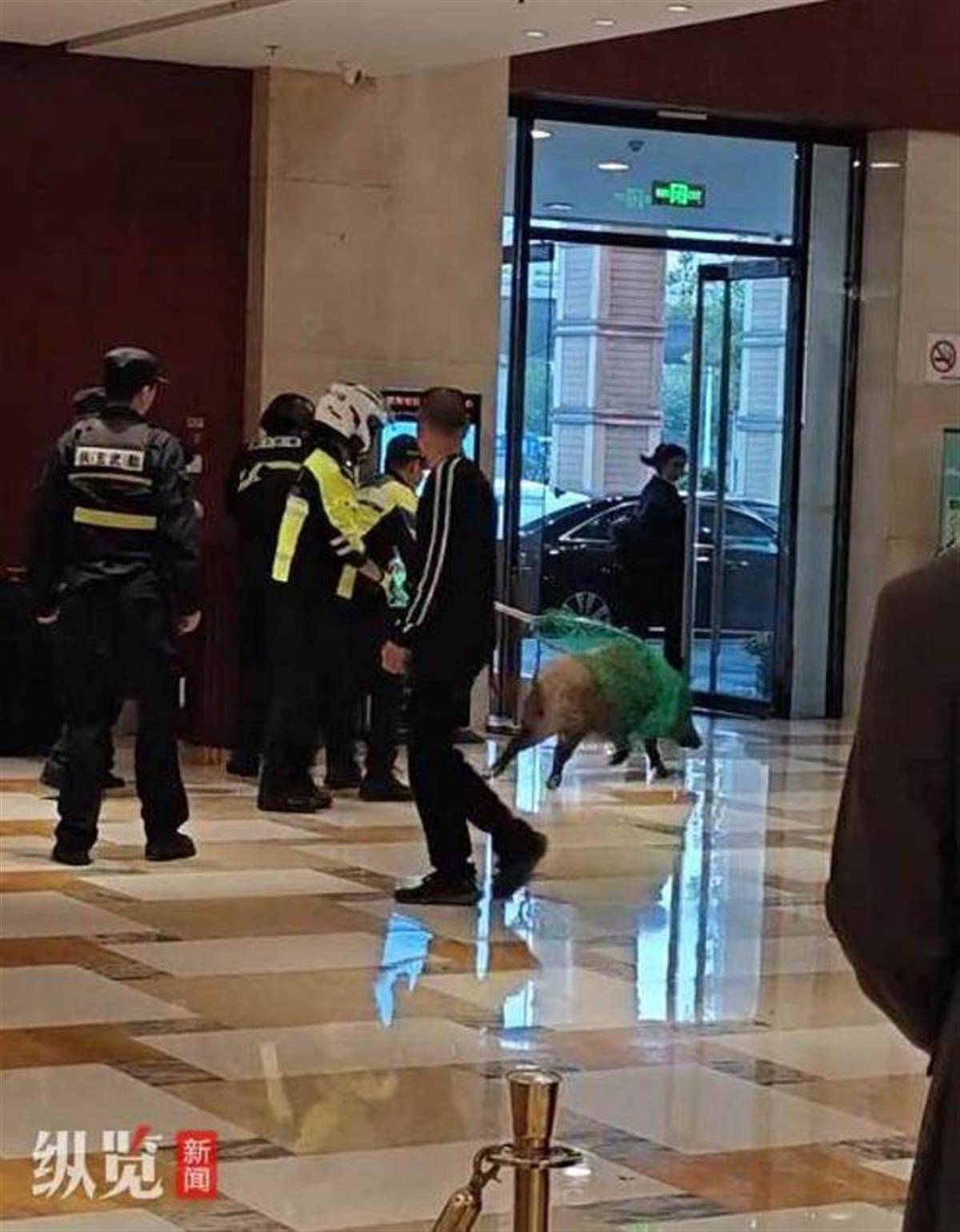赏金猎人团已在南京捕获133头野猪<strong></p>
<p>比特币矿场</strong>，还差67头才能拿到每头二三千元补贴，他们真的很赚钱？