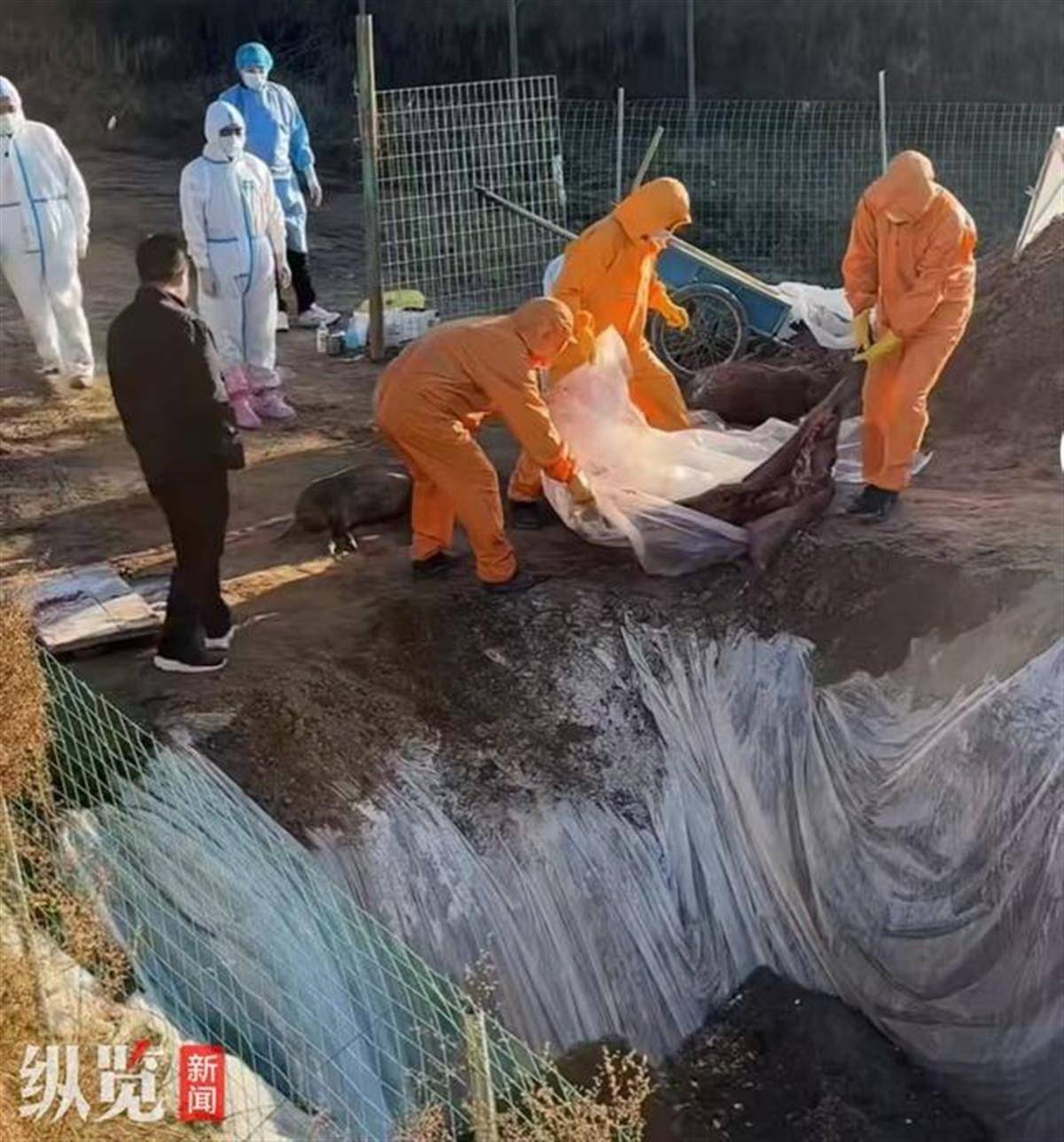 赏金猎人团已在南京捕获133头野猪<strong></p>
<p>比特币矿场</strong>，还差67头才能拿到每头二三千元补贴，他们真的很赚钱？