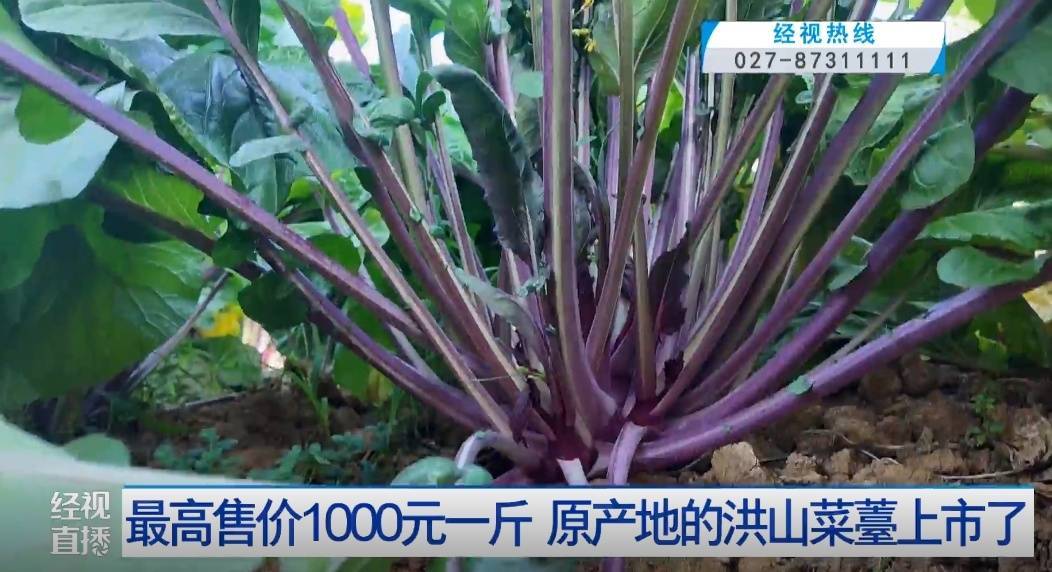 武汉人爱吃！最高1000元一斤<strong></p>
<p>比特币价格回落</strong>，供不应求