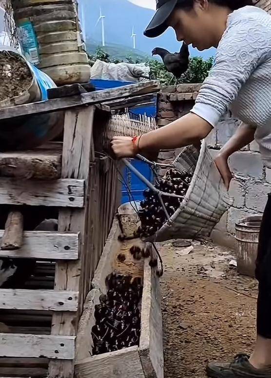 车厘子喂鸡惹争议 四川汉源果农回应：旧视频<strong></p>
<p>如何挖比特币</strong>，喂鸡的是“次果”