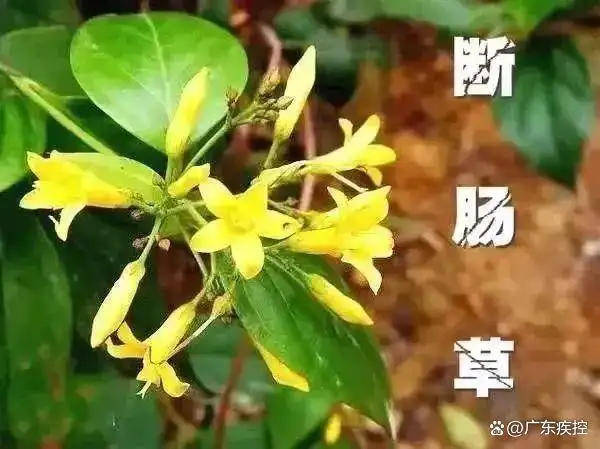 广东一老人买药材煲汤中毒身亡 当地：店铺误售断肠草<strong></p>
<p>偷电挖比特币</strong>，老板被拘留