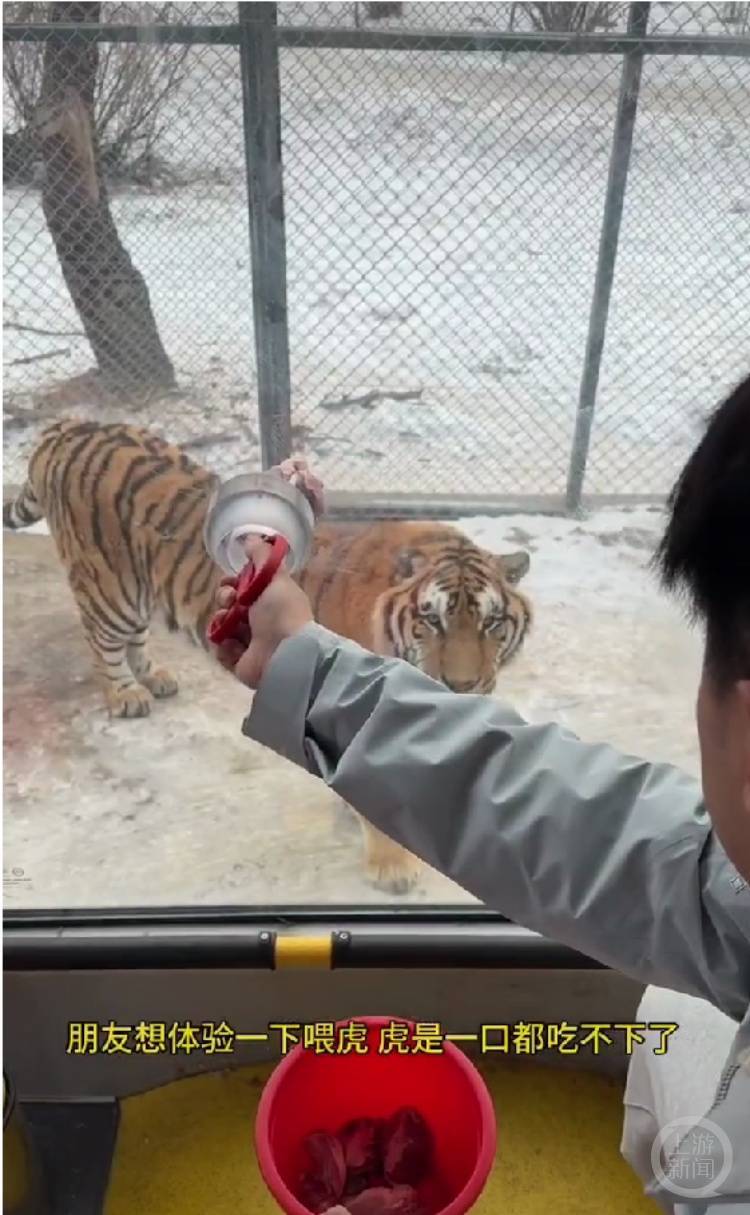 一口都吃不下？“南方小土豆”给哈尔滨的东北虎喂得都走不动道了<strong></p>
<p>偷电挖比特币</strong>！