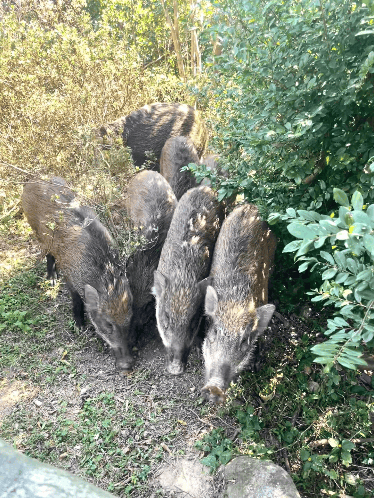 深圳梧桐山网红野猪下崽？市民拍到“一家人整整齐齐”<strong></p>
<p>打击比特币挖矿</strong>，管理处：天天都有人投喂