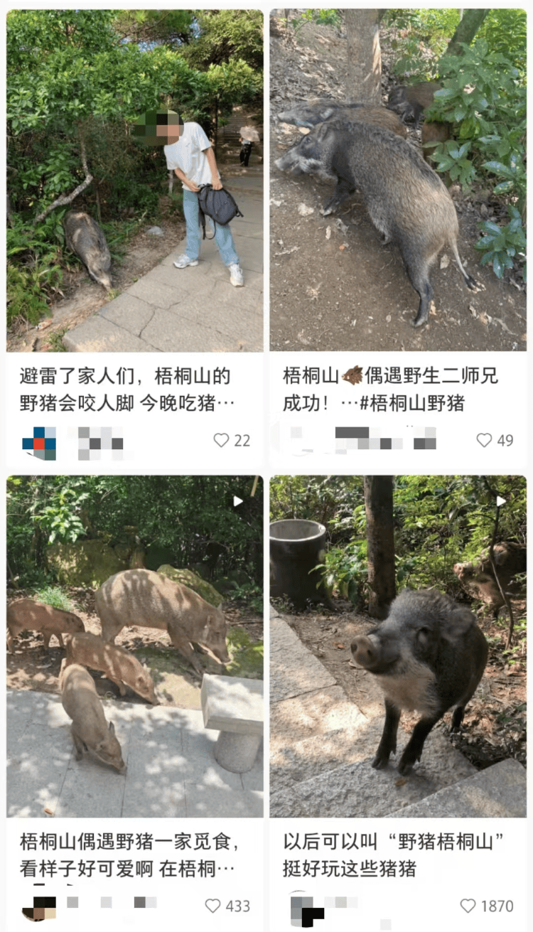 深圳梧桐山网红野猪下崽？市民拍到“一家人整整齐齐”<strong></p>
<p>打击比特币挖矿</strong>，管理处：天天都有人投喂