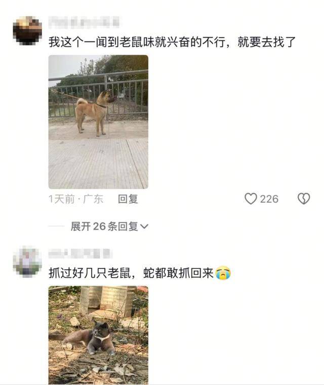 老鼠掉进泳池<strong></p>
<p>国际原油的价格</strong>，广东大叔出动鸡猫狗团队，结果全被老鼠吓跑！网友坐不住纷纷晒战绩