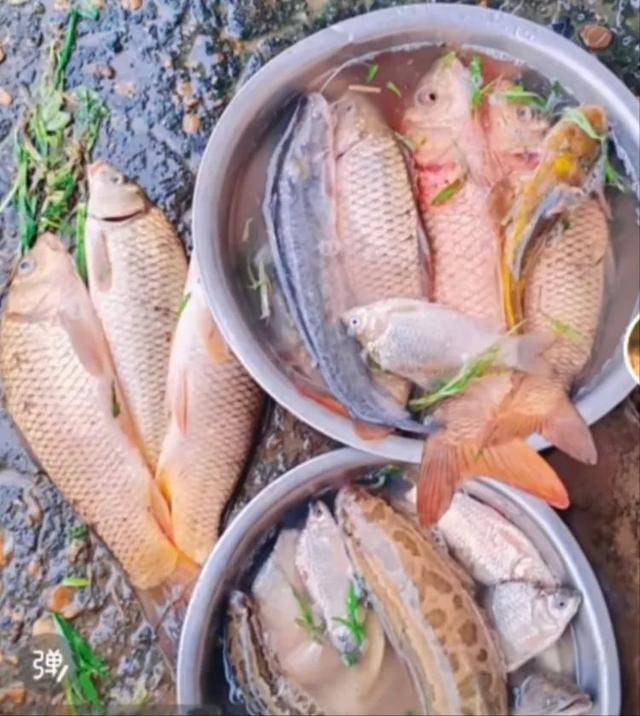 鄱阳湖退水大量鱼搁浅<strong></p>
<p>原油期货开通</strong>，附近村民提盆捡鱼，渔政：不建议捡，禁止买卖