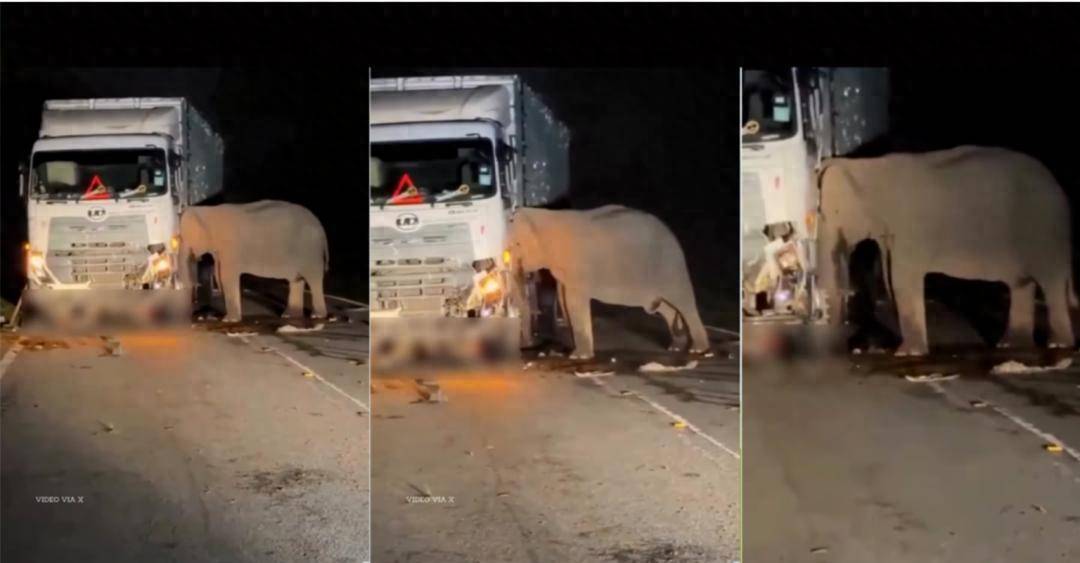 5岁小象凌晨被撞身亡<strong></p>
<p>黄岛原油</strong>，母象悲愤交加头抵卡车7小时守到天亮！