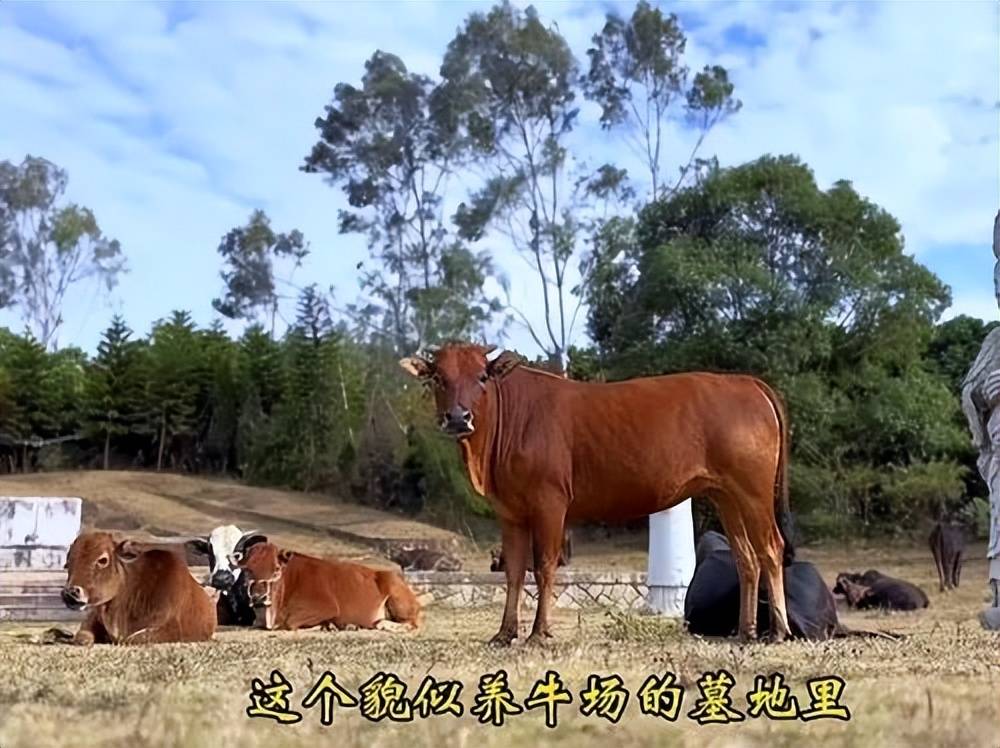 全国重点文保单位施琅墓被曝成“放牛场”<strong></p>
<p>原油主力合约</strong>？福建惠安官方回应