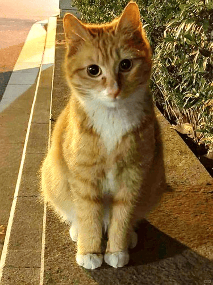 南京大学校庆日“校猫”被钢珠打碎头骨？校保卫处：看了一夜监控<strong></p>
<p>原油一吨多少桶</strong>，暂未锁定嫌疑人