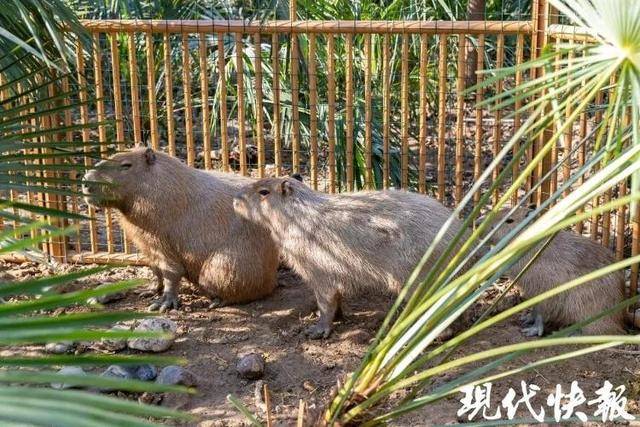 越狱50多天<strong></p>
<p>原油平台开户</strong>，江苏出逃的卡皮巴拉现身！园区：藏身地暂时保密