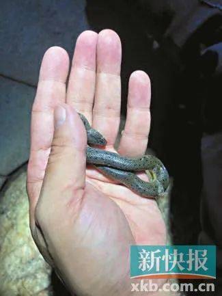 广州已进入蛇伤高发季节<strong></p>
<p>中缅原油管道</strong>，保命锦囊→