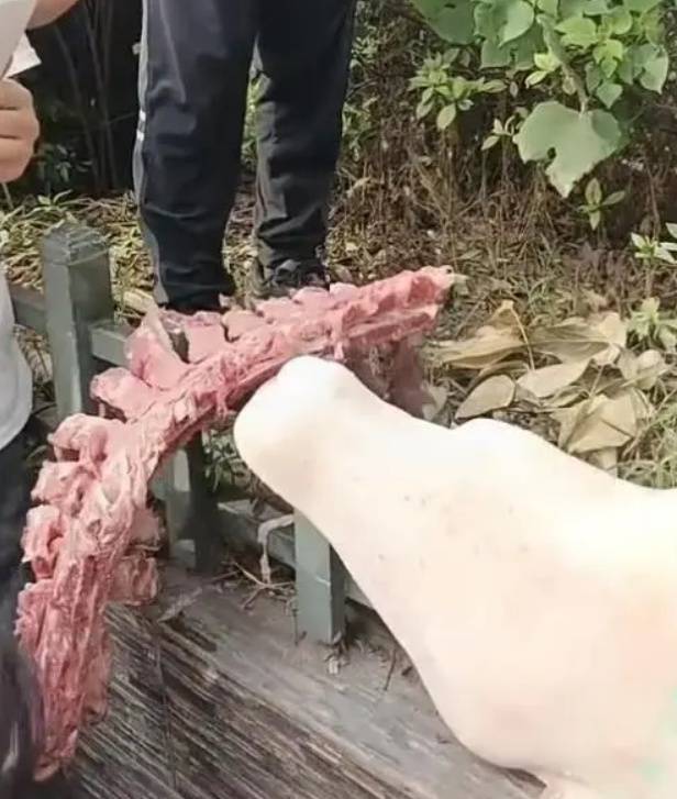 四川自贡一小学被曝使用发臭猪肉<strong></p>
<p>原油期货指数</strong>，官方通报：已封存，正在检测