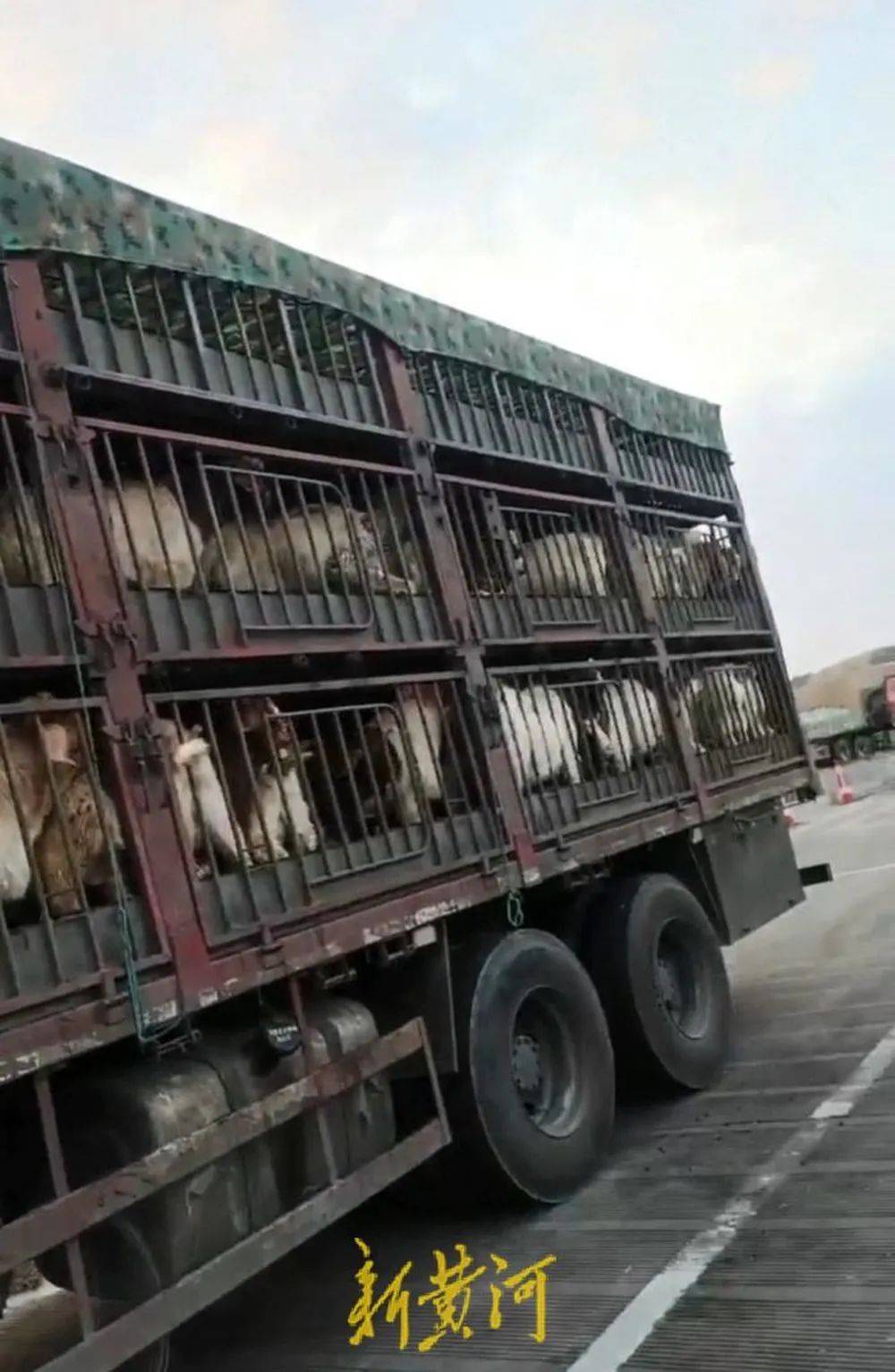 江苏养殖户称543只羊运到贵州遭羊贩盗卖<strong></p>
<p>新浪原油期货</strong>，当地警方立案又撤案，镇政府：双方合作养羊，账目存在分歧引发纠纷