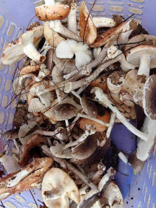 湖南一家6口误食毒蘑菇<strong></p>
<p>原油期货代码</strong>，5岁男童不幸去世