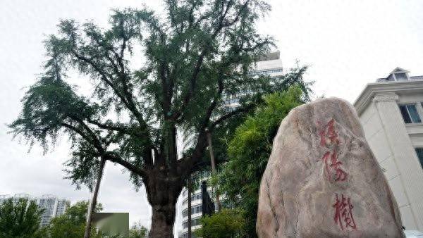 装上“淋浴”每天“冲凉”<strong></p>
<p>原油暴跌的原因</strong>，540余岁“汉阳树”被悉心照料