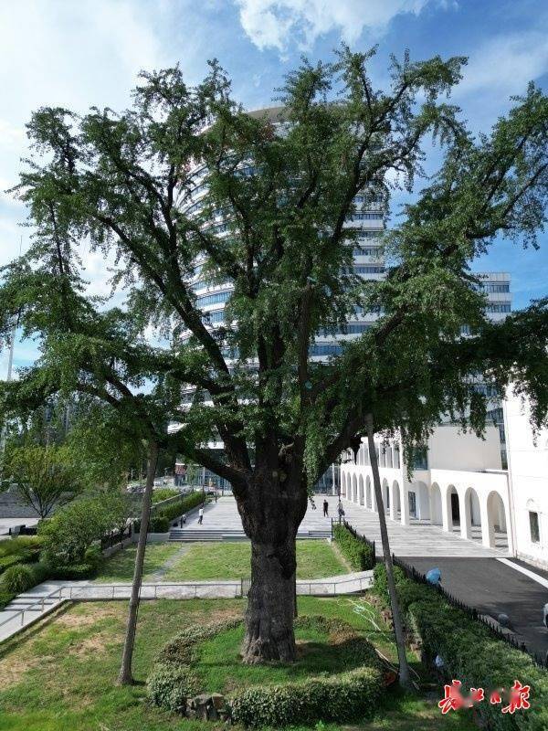 装上“淋浴”每天“冲凉”<strong></p>
<p>原油暴跌的原因</strong>，540余岁“汉阳树”被悉心照料