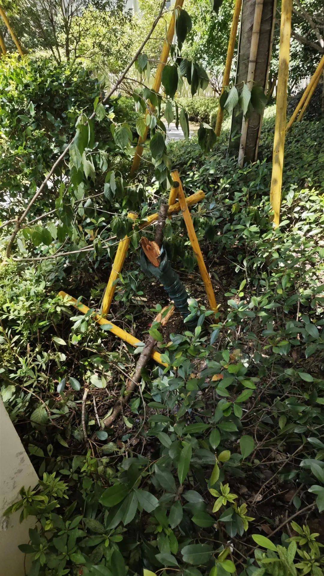 7岁男孩补课期间不幸从14楼坠亡<strong></p>
<p>国际原油平台</strong>，母亲痛哭：我42岁时冒着风险生的，警方已介入
