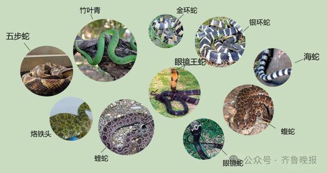 安徽宣城一男子走路玩手机<strong></p>
<p>原油级别</strong>，一脚踩中打架的竹叶青和五步蛇，被俩毒蛇咬3口！医院：暂无生命危险，正在治疗