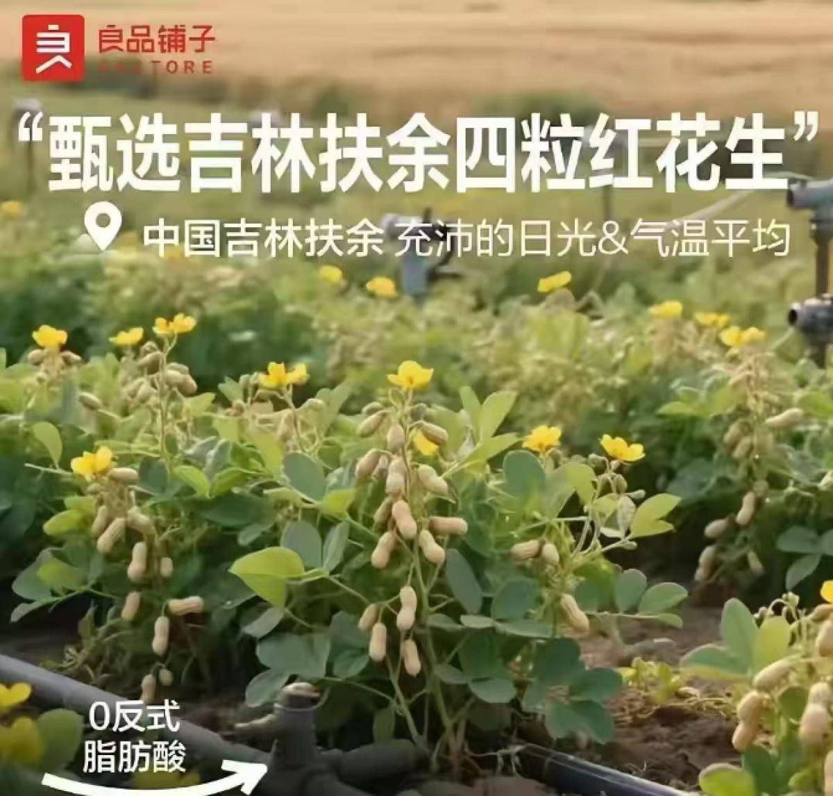 良品铺子的花生“长在树上”<strong></p>
<p>原油价值</strong>，不只是没常识
