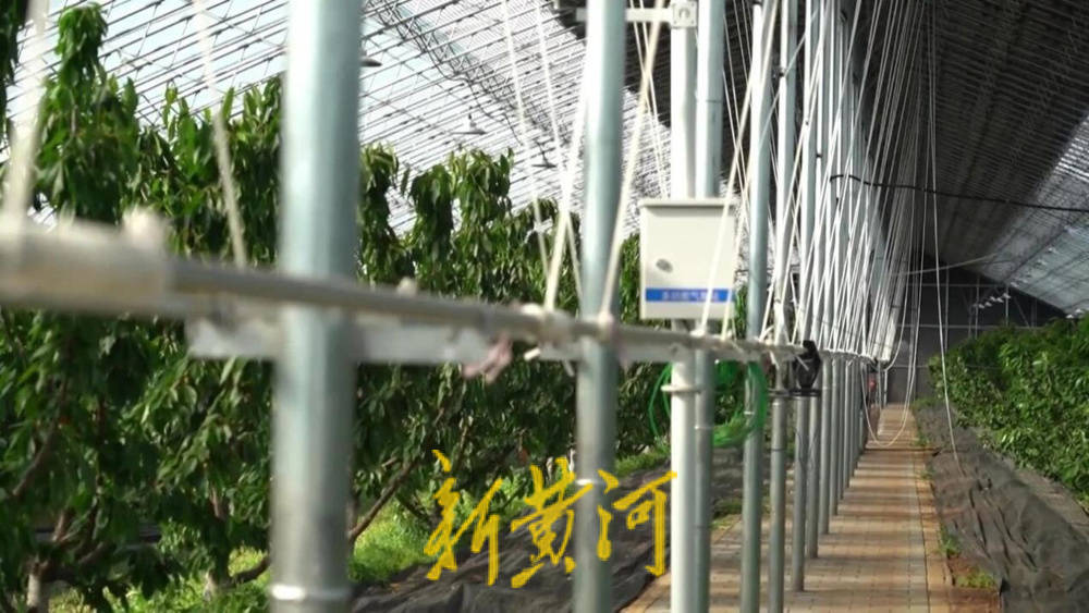 潍坊临朐：30.77 亿元<strong></p>
<p>美国原油指数</strong>！“红玛瑙”大樱桃何以成乡村振兴“甜蜜引擎”