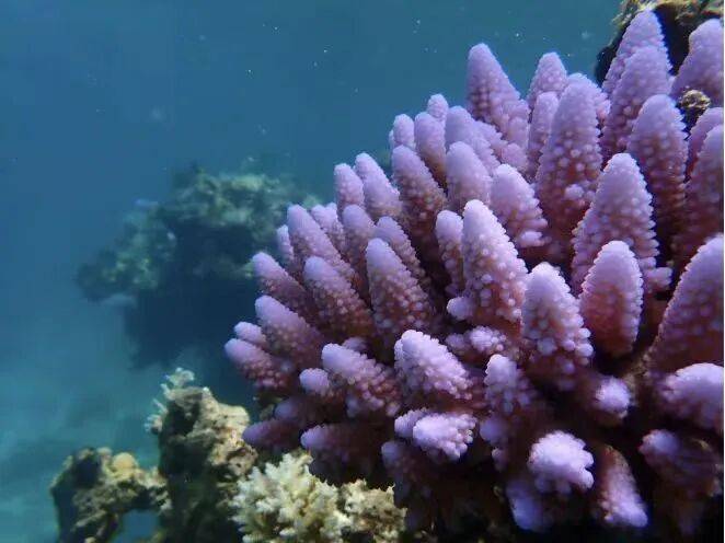 权威解读:为何建立黄岩岛国家级自然保护区<strong></p>
<p>原油的外汇</strong>?