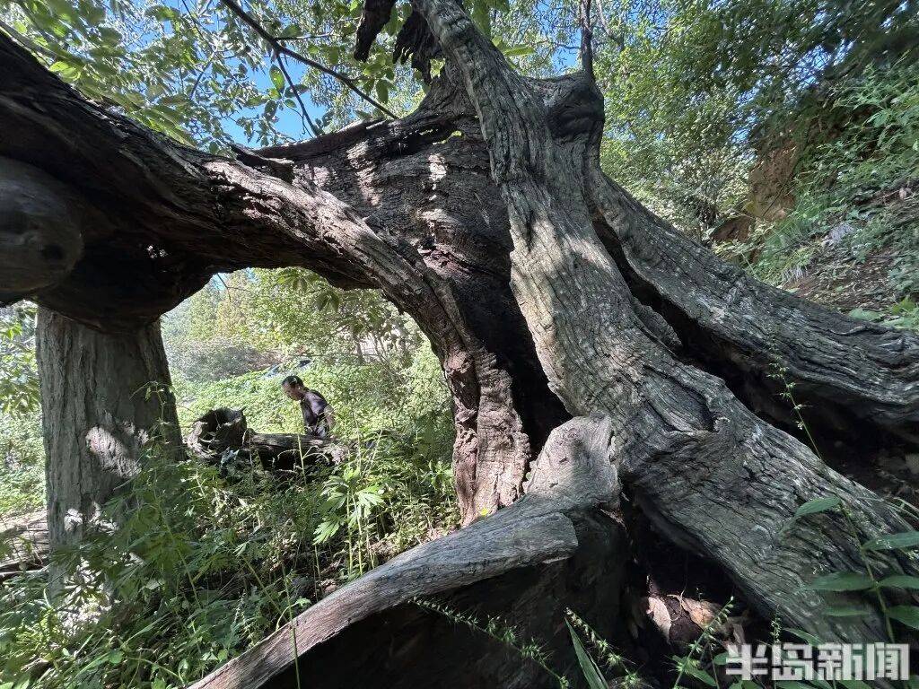 1014岁！青岛这棵“千年树王”<strong></p>
<p>中国原油期货上市</strong>，主干碳化严重，镂空处能站两人！每年仍可结果数十斤→