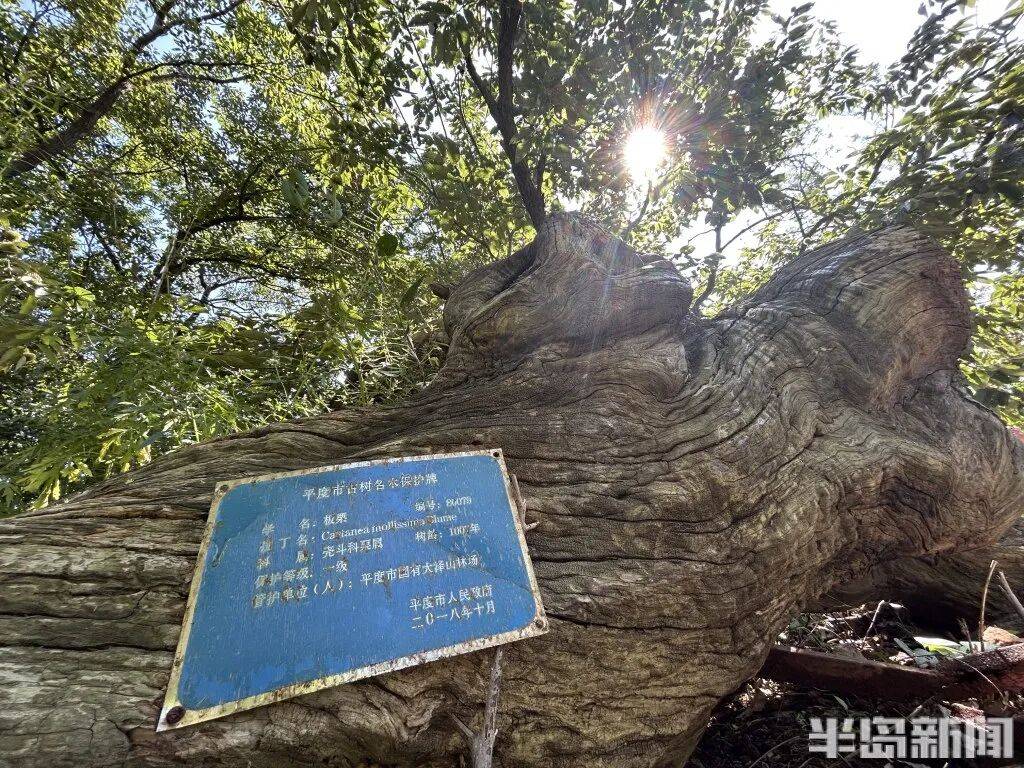1014岁！青岛这棵“千年树王”<strong></p>
<p>中国原油期货上市</strong>，主干碳化严重，镂空处能站两人！每年仍可结果数十斤→