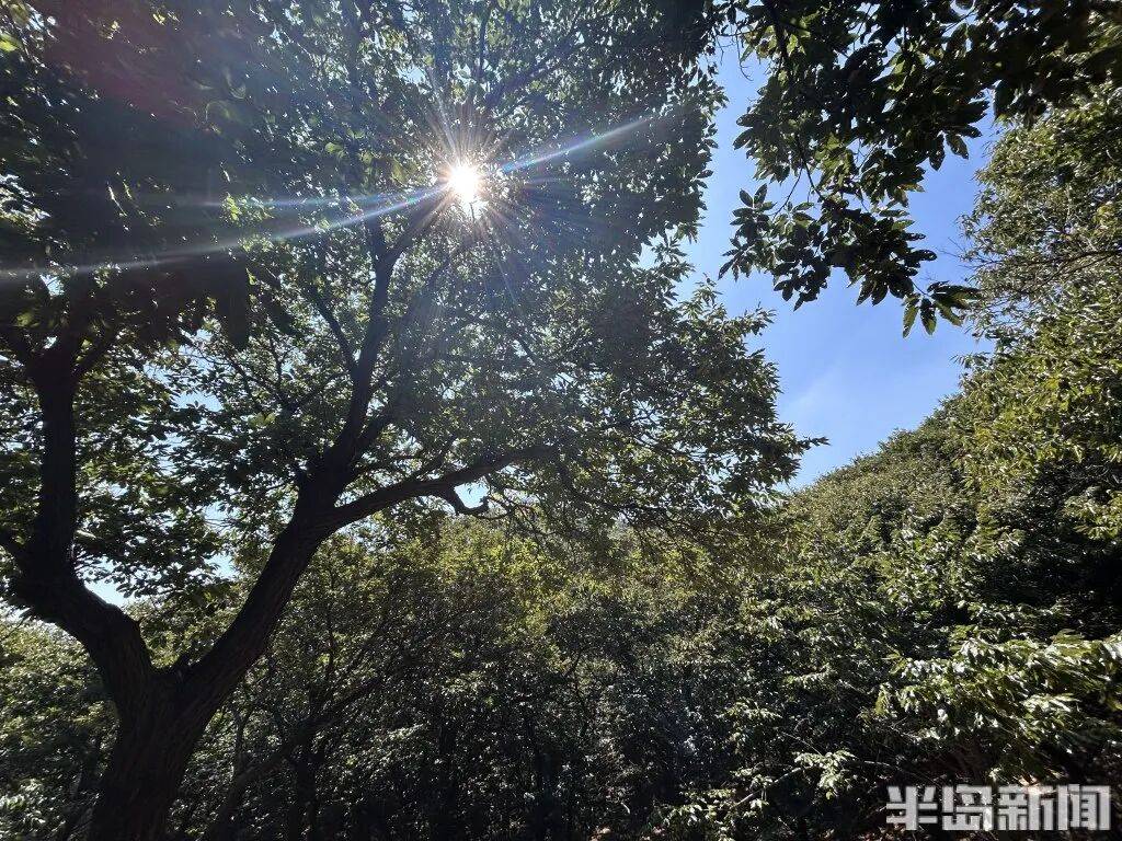 1014岁！青岛这棵“千年树王”<strong></p>
<p>中国原油期货上市</strong>，主干碳化严重，镂空处能站两人！每年仍可结果数十斤→