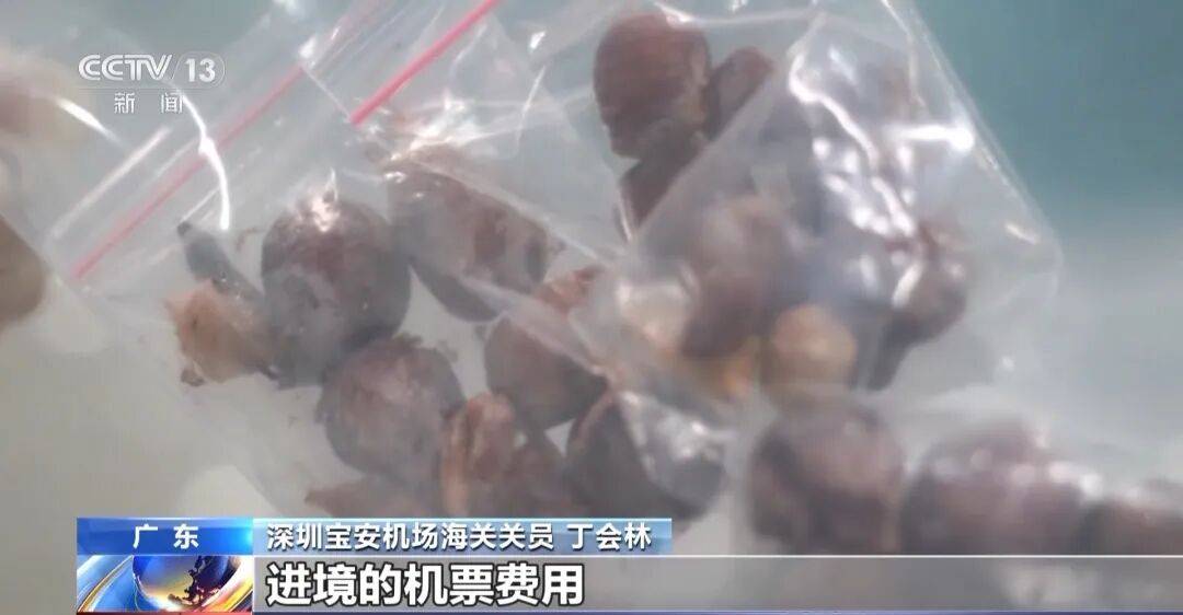 掀开衣服<strong></p>
<p>原油苯</strong>，密密麻麻！200多只活虫惊现深圳机场……