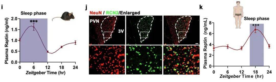 多睡1小时<strong></p>
<p>石蜡基原油</strong>,两周瘦1斤?不知道的亏大了