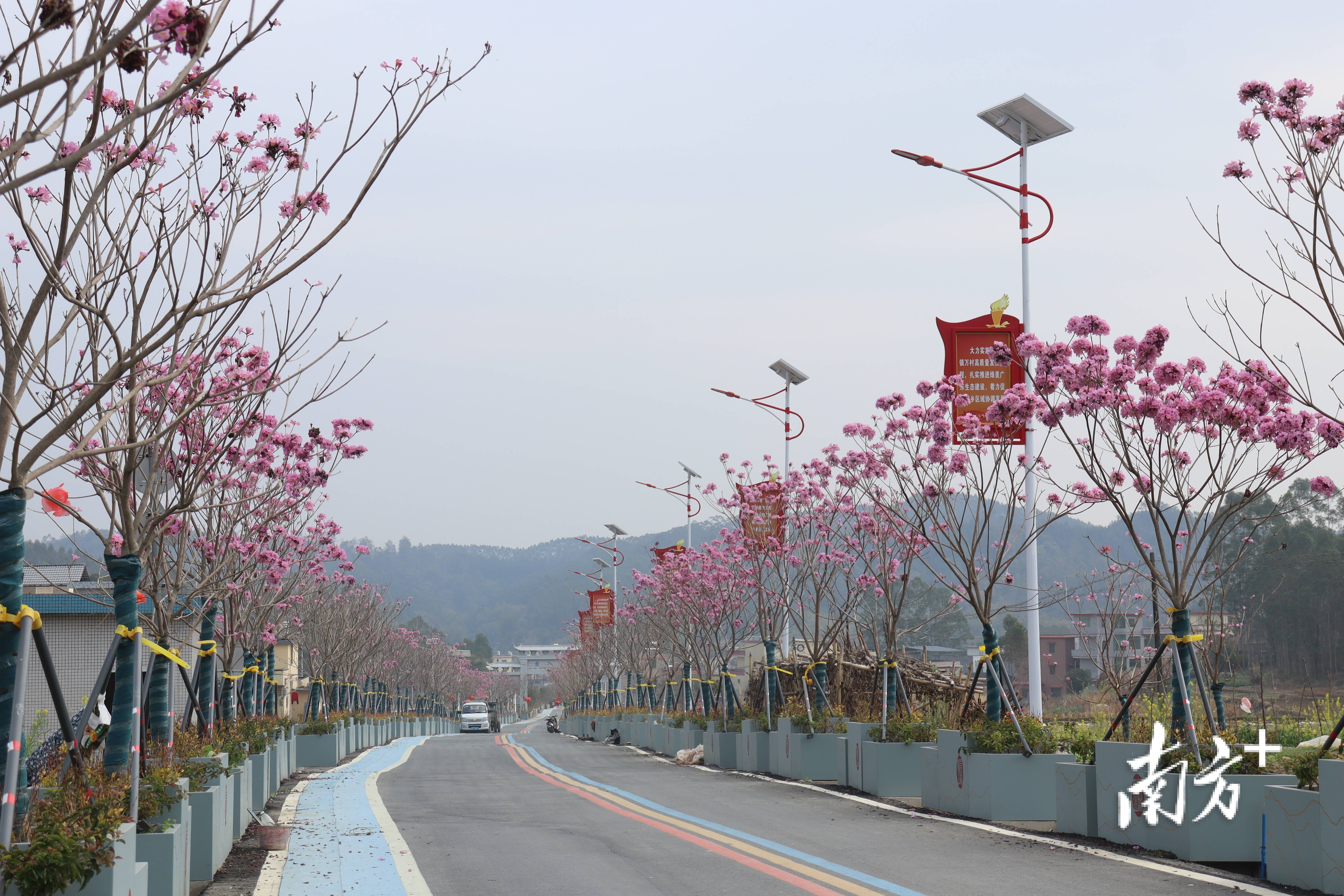 “外来媳妇”谭焕贞五年深耕<strong></p>
<p>石蜡基原油</strong>,佛冈高岗宝山村换新貌