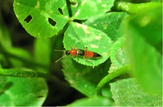 【子曰健康说】防范隐翅虫皮炎，关键怎么做？