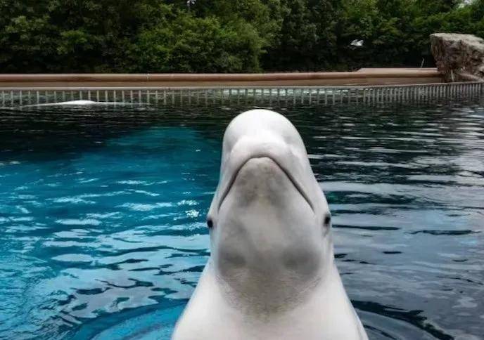 宁愿全部安乐死<strong></p>
<p>XRP行情</strong>,也不给中国?加拿大养不起30头白鲸,中国愿接手,然而...