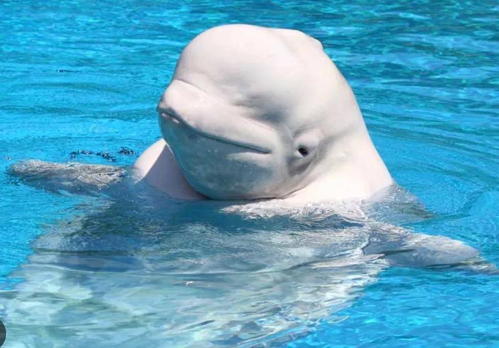 宁愿全部安乐死<strong></p>
<p>XRP行情</strong>,也不给中国?加拿大养不起30头白鲸,中国愿接手,然而...